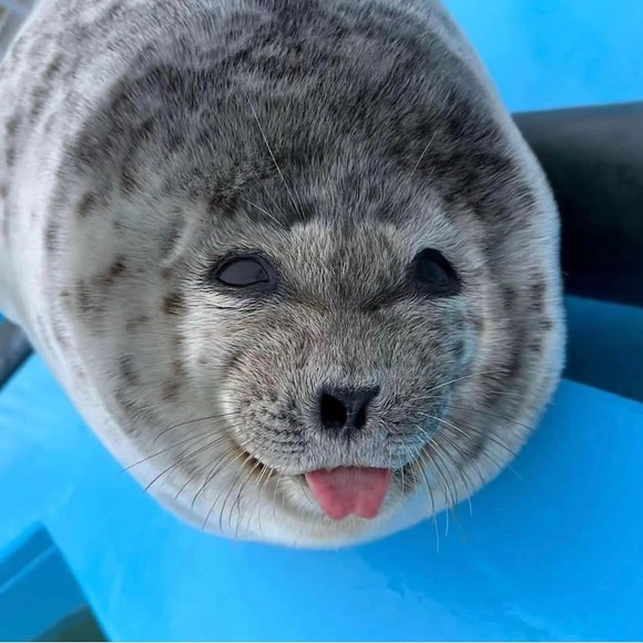 Meet your Posher, Ok - Picture 1 of 1